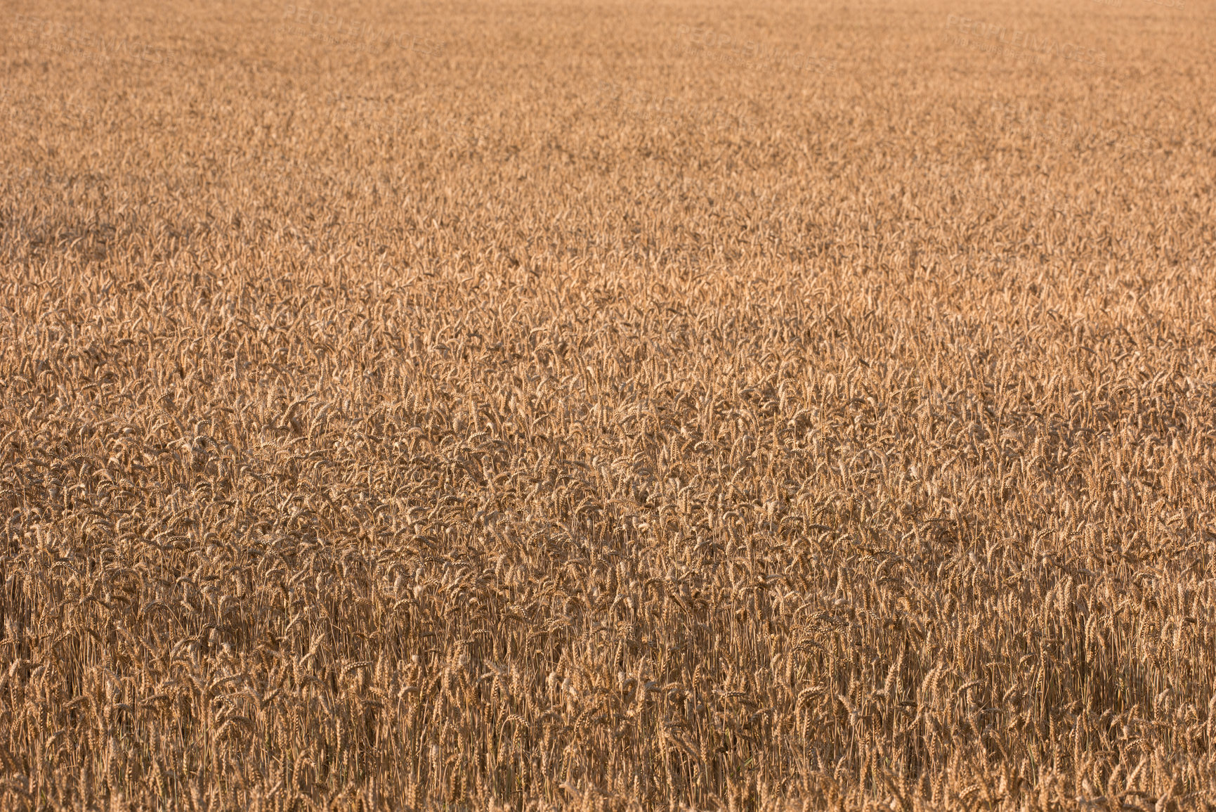 Buy stock photo Wheat field, landscape and farming with nature in countryside, sustainability and growth for environment. Eco friendly, plant or grain for agriculture, ecosystem and harvest on farmland in Italy