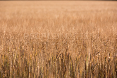 Buy stock photo Wheat, field and farming with nature in countryside, sustainability and growth for environment. Eco friendly, plant or landscape for agriculture, ecosystem and biodiversity on farmland in Italy