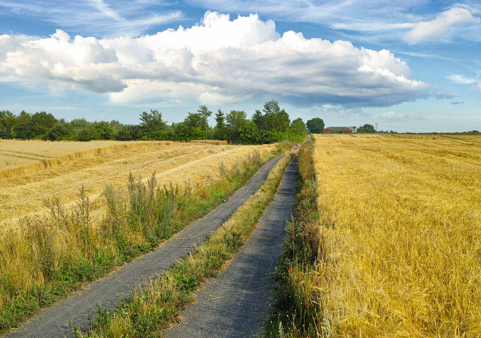 Buy stock photo A photo of a vibrant country field in harvest