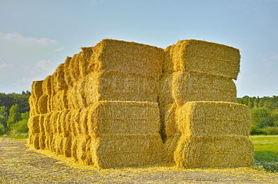 Buy stock photo Grass, bale and stack of hay in field from harvest of straw in summer on farm with agriculture. Farming, haystack and collection of grazing from sustainable growth in countryside and pasture 