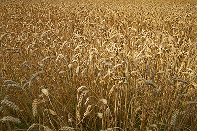 Buy stock photo Wheat, growth and farm closeup in nature for production, agriculture or eco friendly field harvest. Grass, plant and supply chain farming for agro, rice or countryside, environment and sustainability