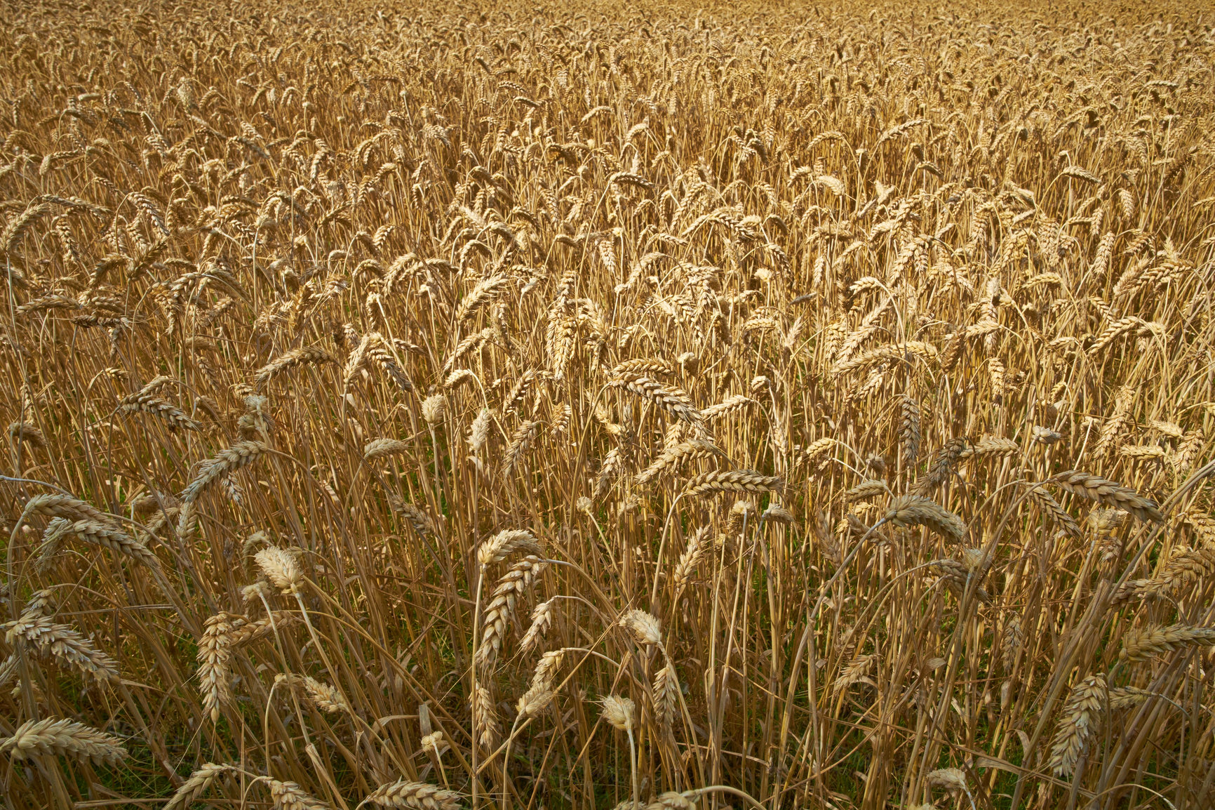 Buy stock photo Wheat, growth and farm closeup in nature for production, agriculture or eco friendly field harvest. Grass, plant and supply chain farming for agro, rice or countryside, environment and sustainability