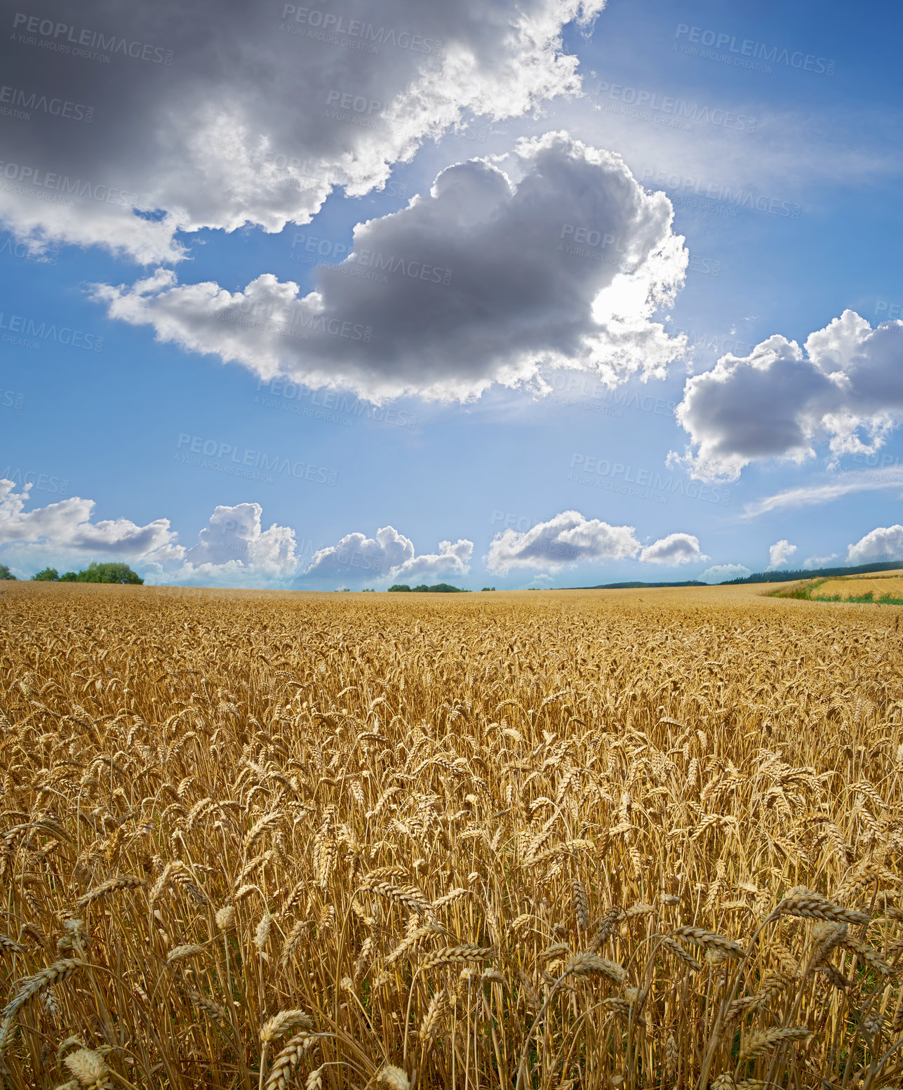 Buy stock photo Sun clearing clouds on a wheat farm with copyspace. Sun rays shining on barley growing on rural organic farmland. Rye growing on open field with copy space. Sustainable agriculture in the countryside