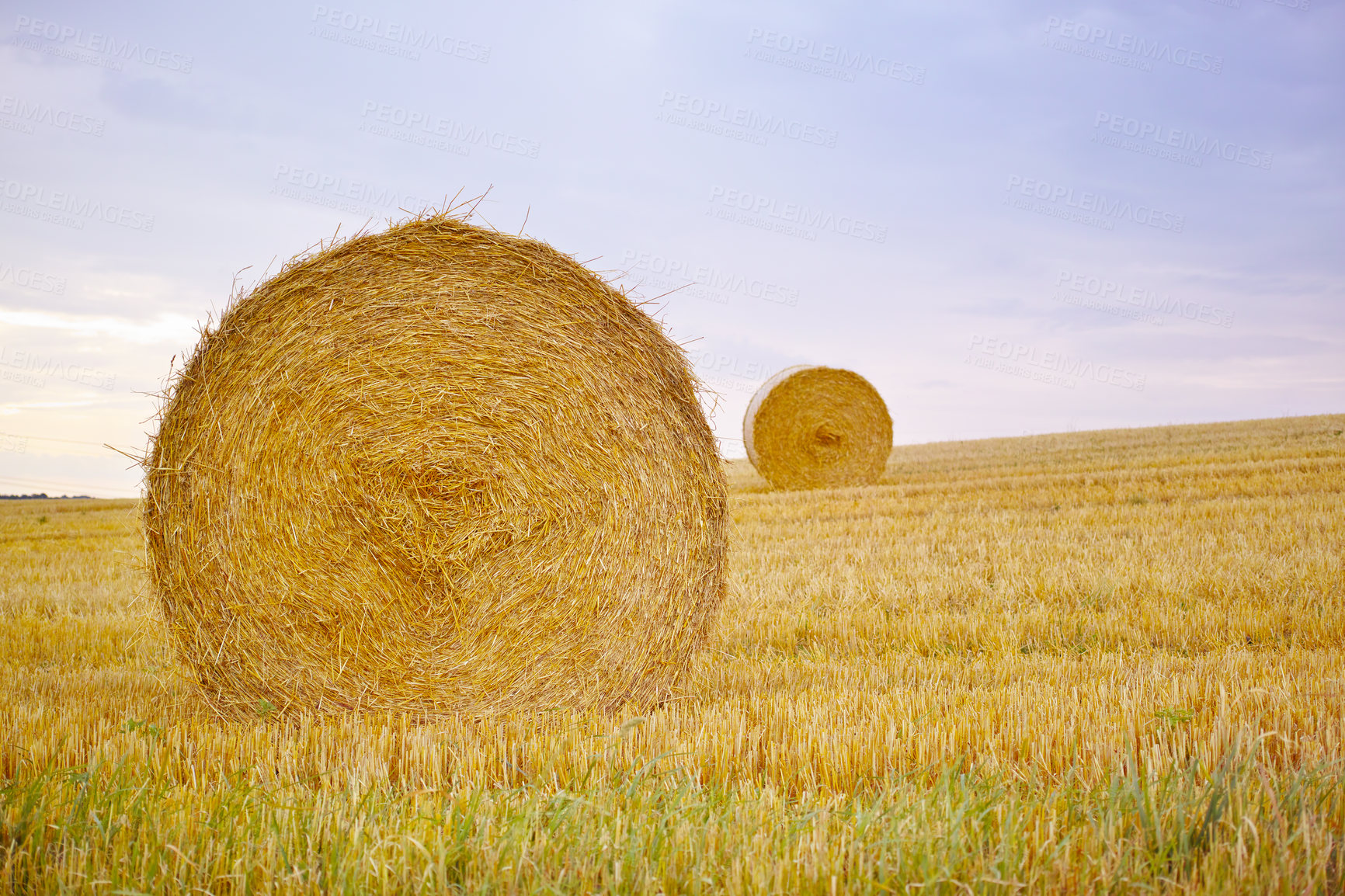 Buy stock photo Hay, bale and stack on grass in landscape of field in summer harvest on farm with agriculture. Farming, haystack and collection straw for grazing from sustainable growth in countryside and pasture