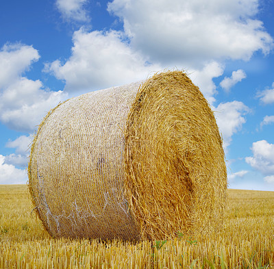 Buy stock photo Hay, bale and stack on grass in field from harvest of straw in summer on farm with agriculture. Farming, haystack and collection of grazing from sustainable growth in countryside and pasture 