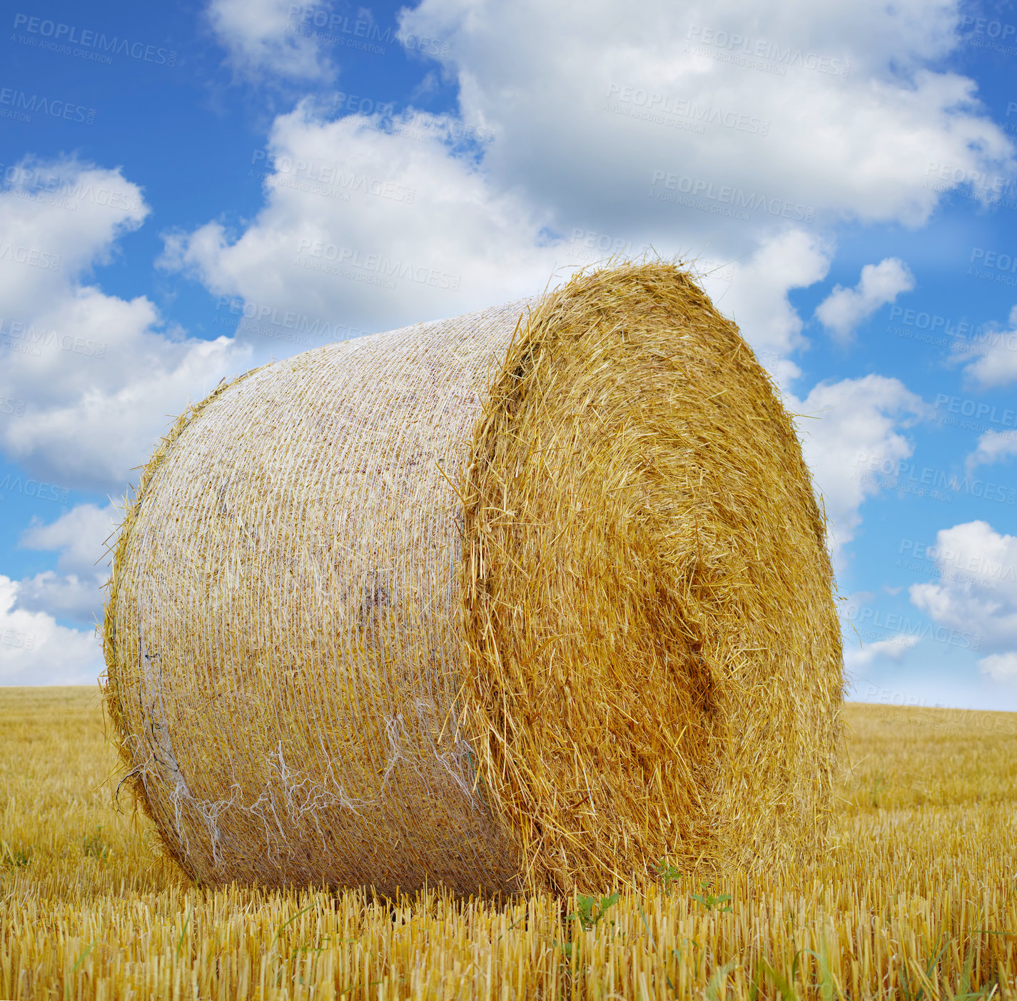 Buy stock photo Hay, bale and stack on grass in field from harvest of straw in summer on farm with agriculture. Farming, haystack and collection of grazing from sustainable growth in countryside and pasture 