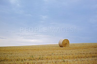 Buy stock photo Grass, bale and stack of hay in landscape of field from harvest of straw in summer on farm with agriculture. Farming, haystack and grazing collection from sustainable growth in countryside pasture 