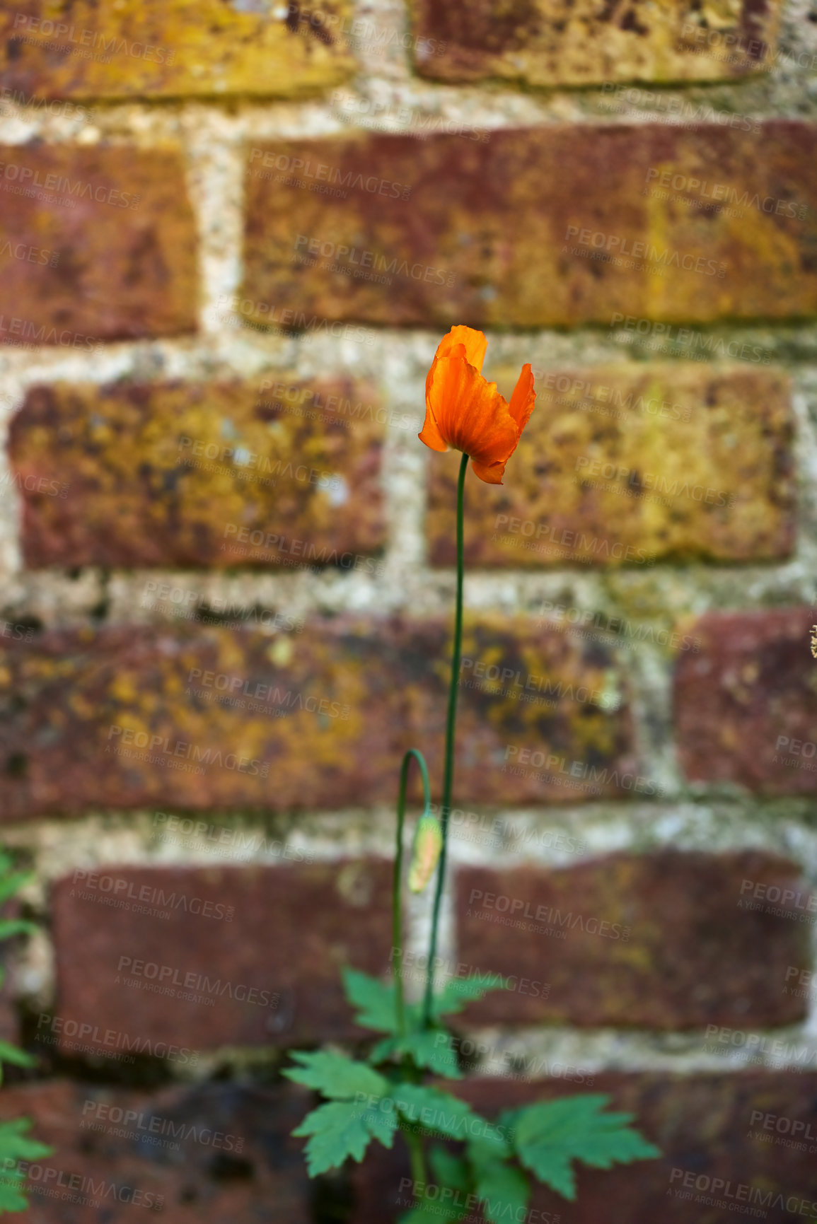 Buy stock photo Brick, wall and cement with poppy flower in nature, outside and block with concrete for home build. Masonry, brickwork and weather for outdoor stone architecture, plant or weathered and aged material