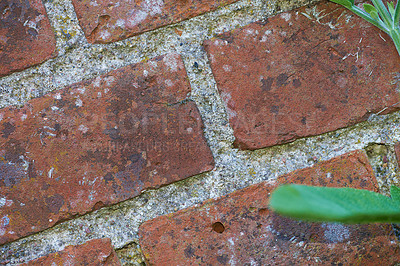 Buy stock photo Brick, wall and cement with plant in nature, outside and block with concrete for home build. Masonry, brickwork and weather for outdoor stone architecture, flora or weathered and aged material