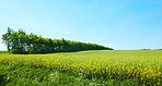 Springtime Cornfield