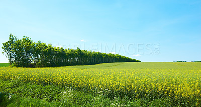 Buy stock photo Flowers, nature with travel landscape or farm, meadow or field in Germany with ecology, growth and sustainable. Environment, land and natural background with blue sky in countryside for biodiversity