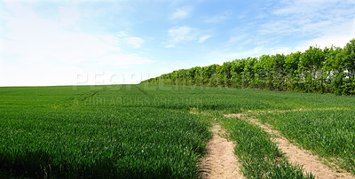 Buy stock photo Farm, path and nature in environment, trees and land with peace, blue sky and ecosystem in countryside. Sustainability, morning and grass for field, scenery and outdoor, greenery and agriculture