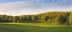 Springtime Cornfield