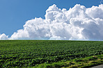 Springtime Cornfield