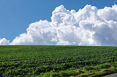 Buy stock photo Farm, agriculture and landscape in the countryside, nature or outdoor with grass in Italy. Land, field and green plants in environment for growth of ecology with clouds, lawn and blue sky in summer