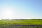 Springtime Cornfield