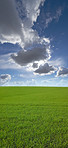 Cornfield in the spring