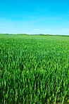 Cornfield in the spring