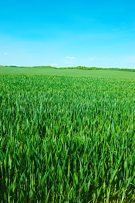 Buy stock photo Countryside, grass and nature in summer, ecology and peace in bush or pasture, blue sky and clouds. Ecosystem, sustainability and morning, scenery and outdoor, greenery and meadow, park and plants