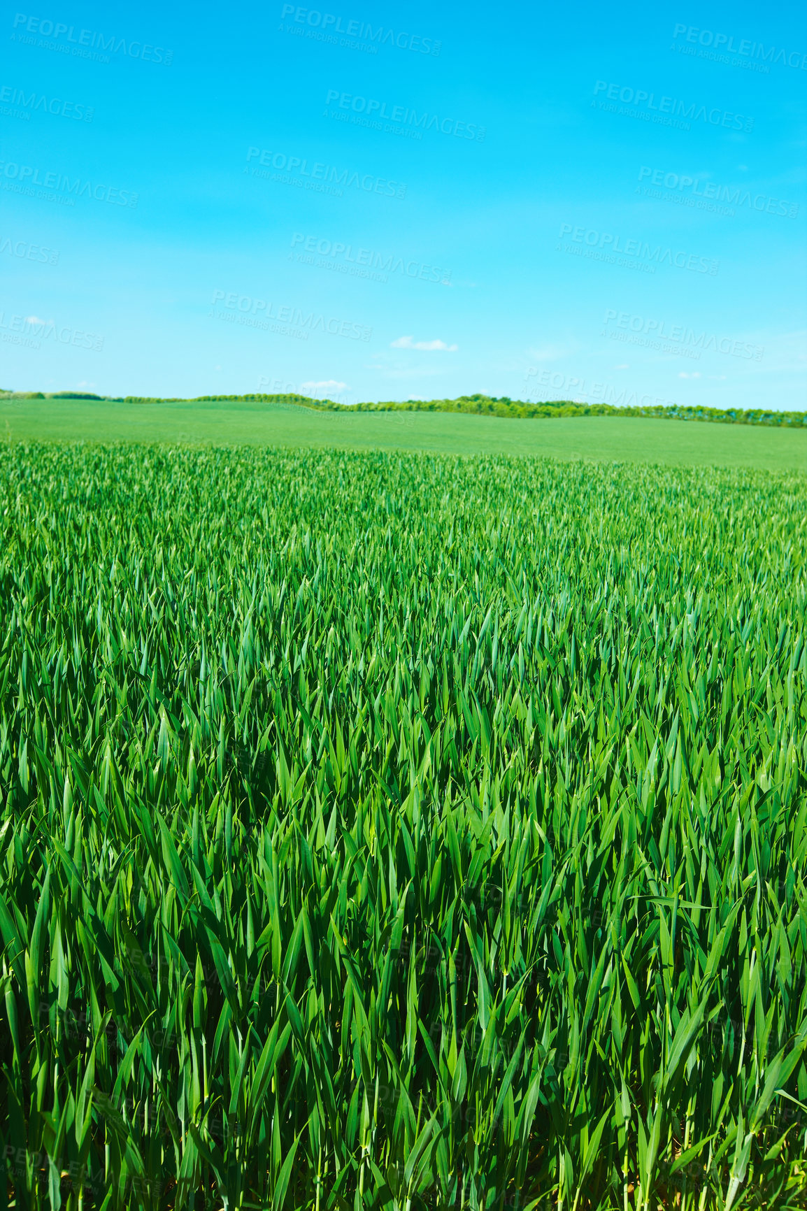 Buy stock photo Countryside, grass and nature in summer, ecology and peace in bush or pasture, blue sky and clouds. Ecosystem, sustainability and morning, scenery and outdoor, greenery and meadow, park and plants