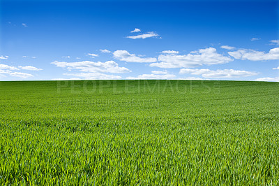 Buy stock photo Horizon, clouds and blue sky with landscape of field for farm mockup space, environment and ecology. Plant, grass and nature with countryside meadow for spring, agriculture and sustainability