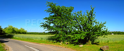 Buy stock photo Countryside, road and path, tree and nature of environmental, earth and sustainability or woods. Ecosystem, ecology and travel for holiday, break and adventure, vacation and outdoor in morning or way