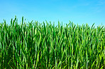 Cornfield in the spring