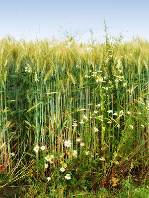 Buy stock photo Grass, plants and marsh with flowers, field and green wheat for growth, ecosystem and ecology. Sky, agriculture and farming with daisy, blooming and environment or meadow, countryside and season