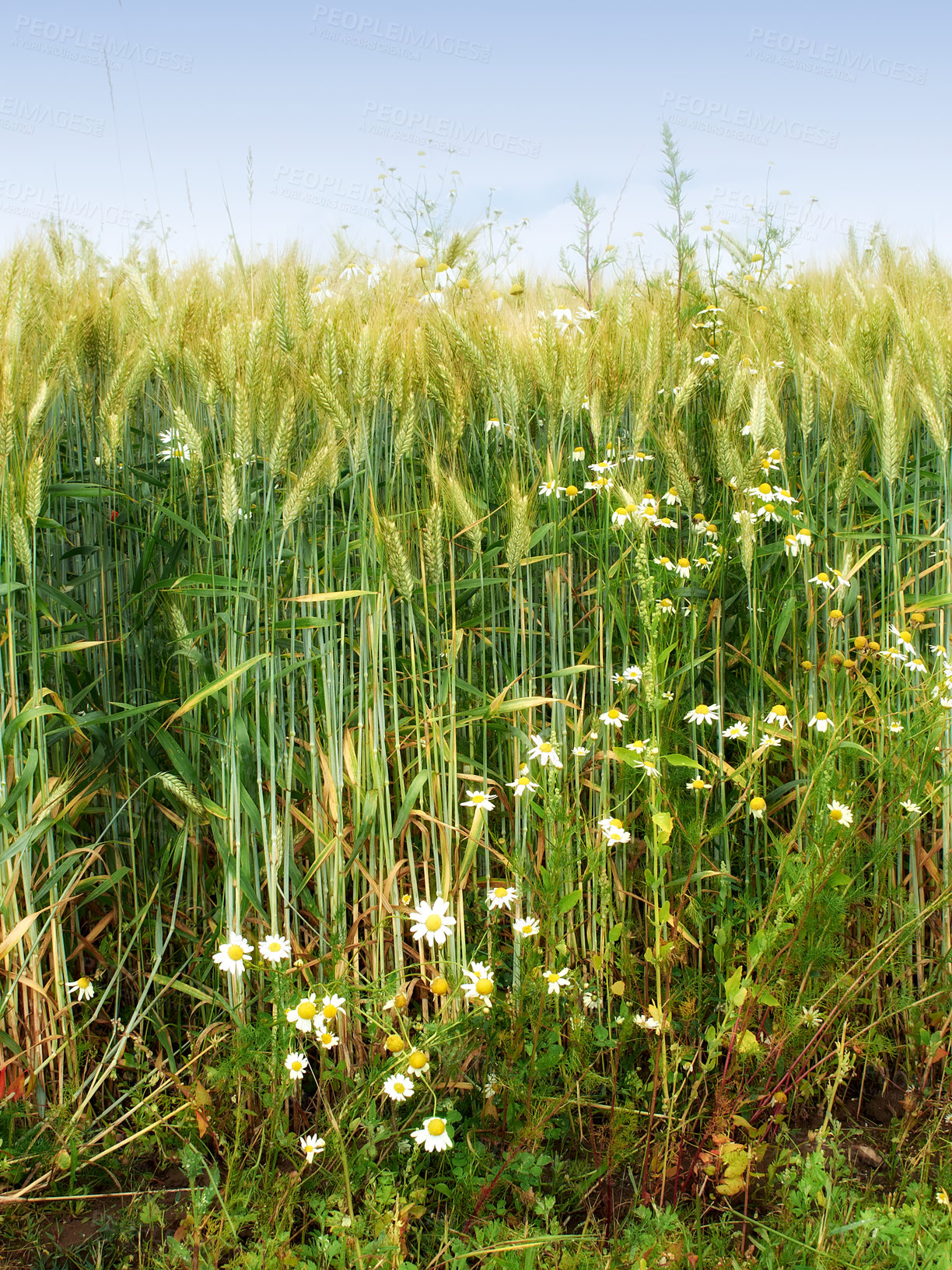 Buy stock photo Grass, plants and marsh with flowers, field and green wheat for growth, ecosystem and ecology. Sky, agriculture and farming with daisy, blooming and environment or meadow, countryside and season