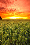 Cornfield in the spring