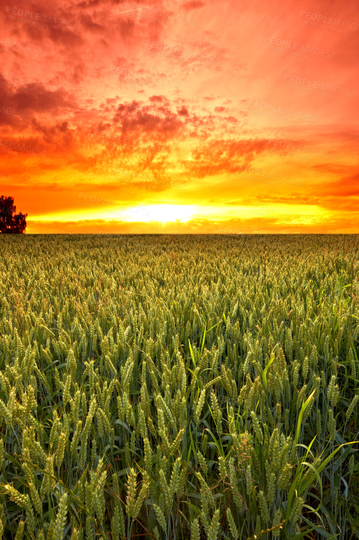 Buy stock photo Sunset, sky and wheat on landscape for farming, nature and field with agriculture, sustainability for growth and environment. Meadow, Switzerland countryside and ecosystem with biodiversity and land