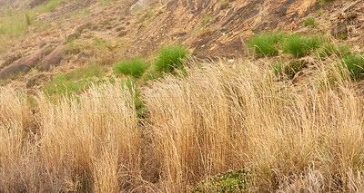 Buy stock photo Closeup of dry Fynbos growing on Lions Head in Cape Town. Damaged by a wildfire on a mountain landscape. Background of survived green bushes, plants and grass growing outside in wild nature forest