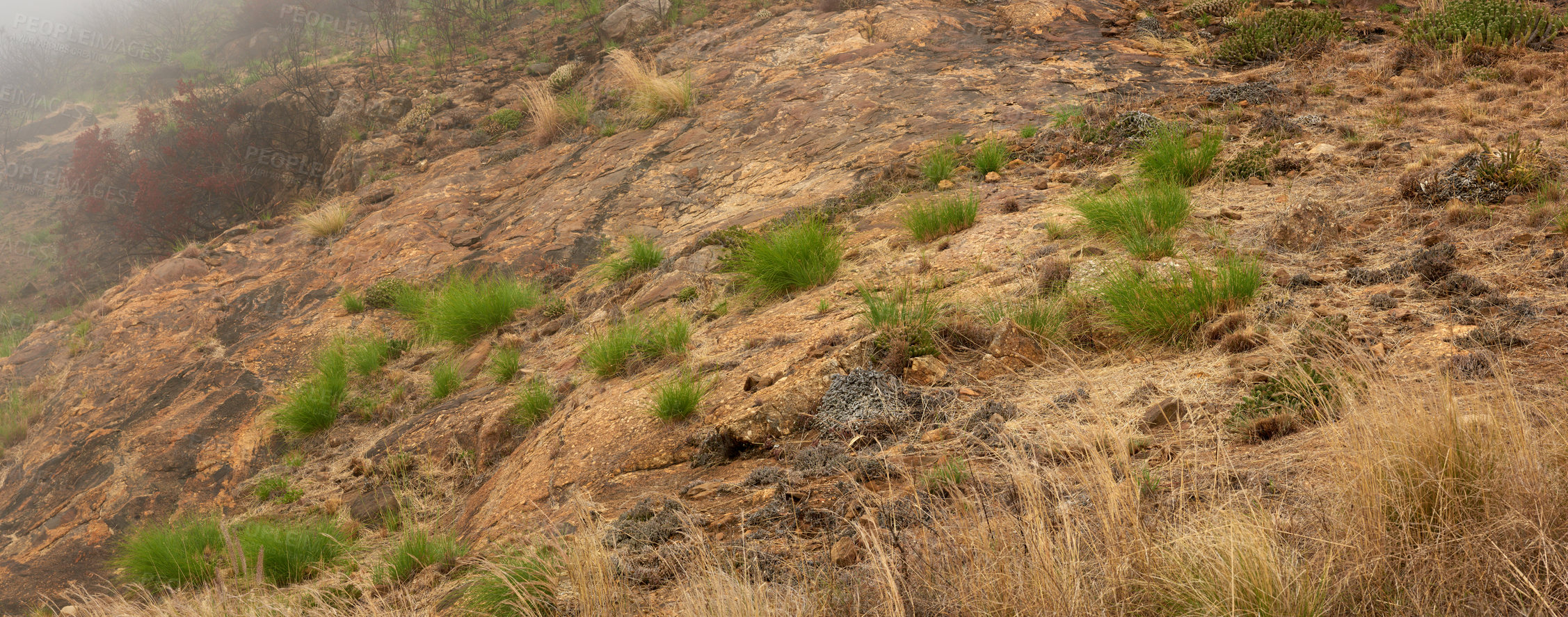 Buy stock photo The effects of a wildfire on Lions head in Cape Town. Damaged landscape with green bushes after a disaster in the woods. Scorched destroyed nature in crisis, forest burned wilderness