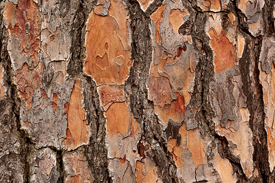 Buy stock photo After the bush fire. The aftermath of a devastating wildfire on a mountain, thick smog air showing closeup on a survived oak tree bark