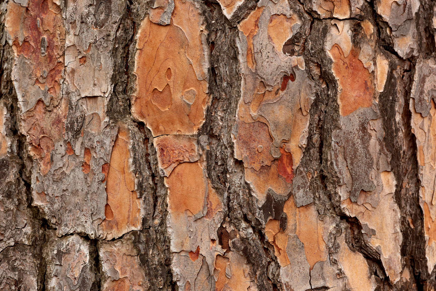 Buy stock photo After the bush fire. The aftermath of a devastating wildfire on a mountain, thick smog air showing closeup on a survived oak tree bark