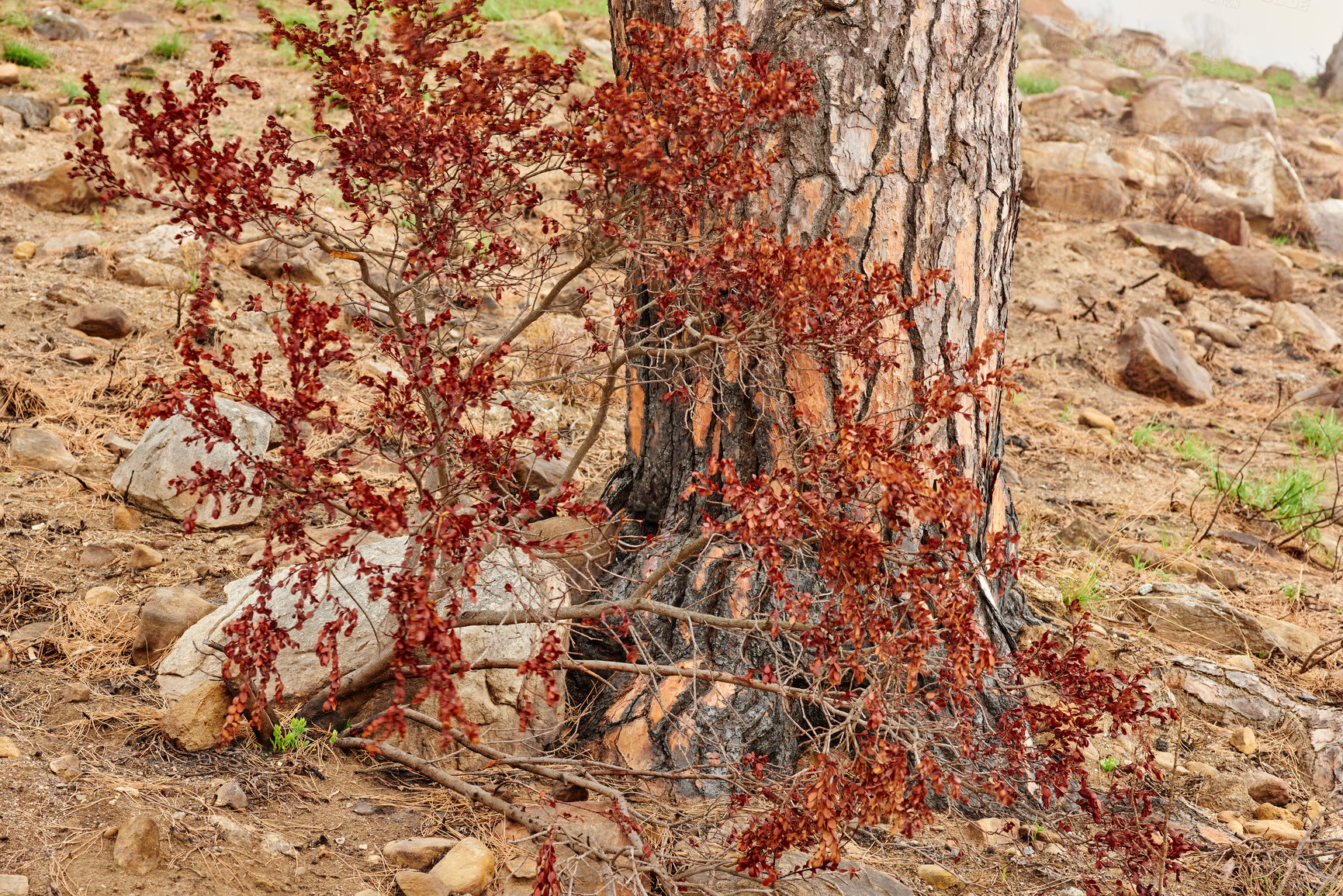 Buy stock photo Closeup of bright red leaves growing on branches against a scorched tree trunk on Lions Head, Cape Town. Zoom in on plants that survived a wildfire in a forest, growing despite environmental damage