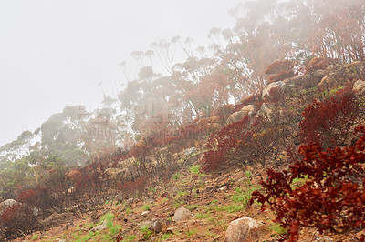 Buy stock photo Thick smokey air covering trees on a mountain in Cape Town with copyspace. Lions head wildfire disaster causing damage to a forest environment damage. Colorful frees growing in in a misty forest 