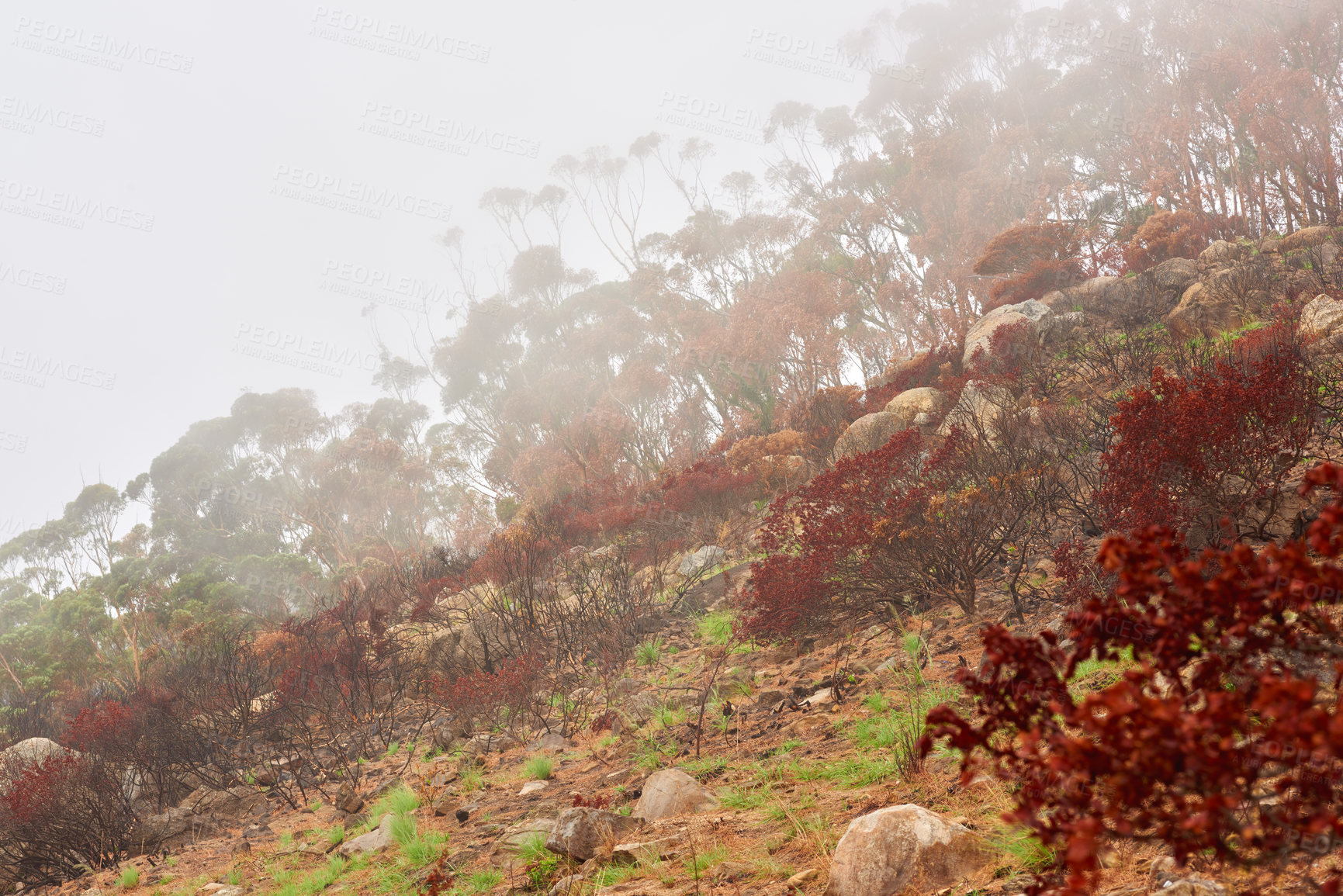 Buy stock photo Thick smokey air covering trees on a mountain in Cape Town with copyspace. Lions head wildfire disaster causing damage to a forest environment damage. Colorful frees growing in in a misty forest 