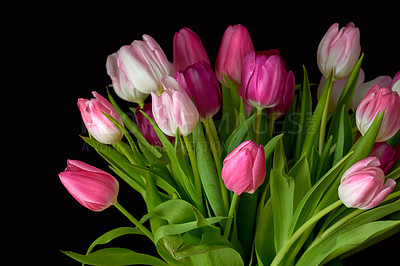 Buy stock photo Bouquet of fresh tulips flowers on a table in empty house. Fresh summer pink flowers symbolising hope, love and growth. Bright flowers as a surprise gift or apology gesture against black copy space