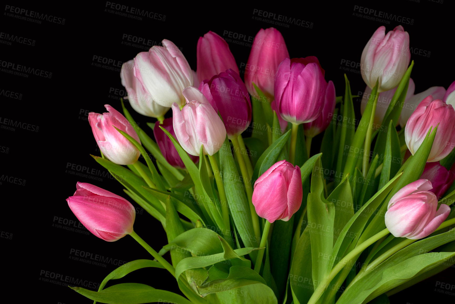 Buy stock photo Bouquet of fresh tulips flowers on a table in empty house. Fresh summer pink flowers symbolising hope, love and growth. Bright flowers as a surprise gift or apology gesture against black copy space