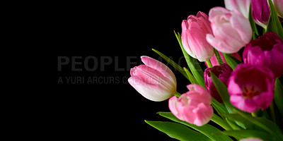 Buy stock photo Bouquet of fresh tulips flowers on a table in empty house. Fresh summer pink flowers symbolising hope, love and growth. Bright flowers as a surprise gift or apology gesture against black copyspace