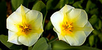 Tulips - springtime beauties