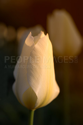 Buy stock photo Closeup of white Tulips against a soft sunset light on a summers day with copyspace. Zoom in on seasonal flowers growing in a field or garden. Details, texture and natures pattern of a flowerhead 