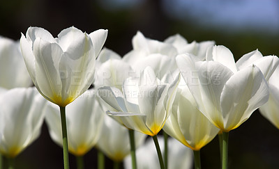 Buy stock photo Tulips in bloom on a warm summers day. Seasonal growth encourages change and symbolises opportunity, endurance and success. Seasonal flowers symbolising romance, love, beauty and courage