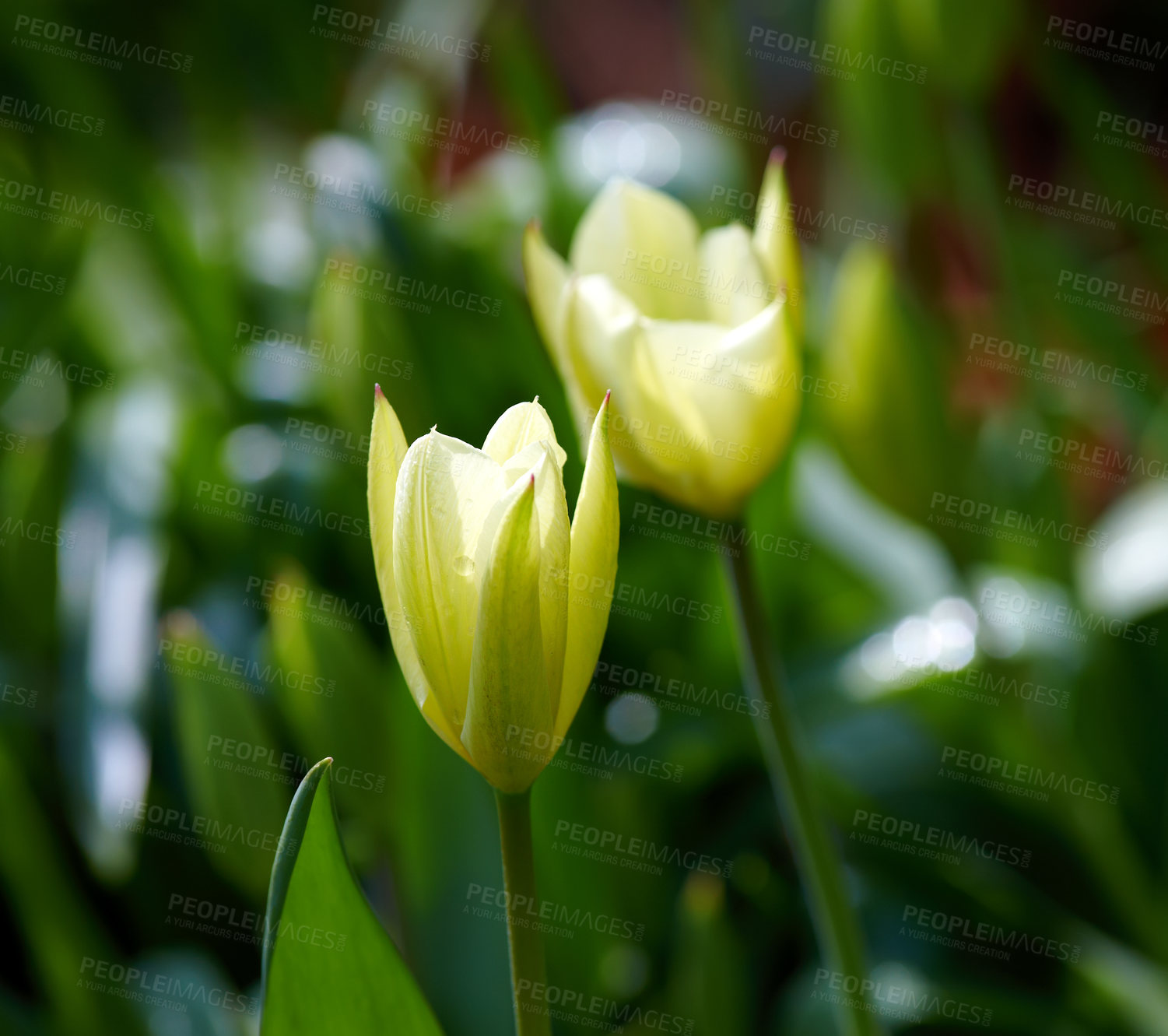 Buy stock photo Closeup of yellow Tulips in a garden or park at sunset on a summers day with copyspace. Zoom in on seasonal flowers growing in a wild nature. Details, texture and natures pattern of a flowerhead