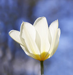 Tulips - springtime beauties