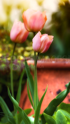 Buy stock photo Flowers, tulips and pink blossom in outdoor nature, horticulture and blooming in meadow. Plant, petal and growth in countryside for ecology, sustainable and garden botany for environment on travel