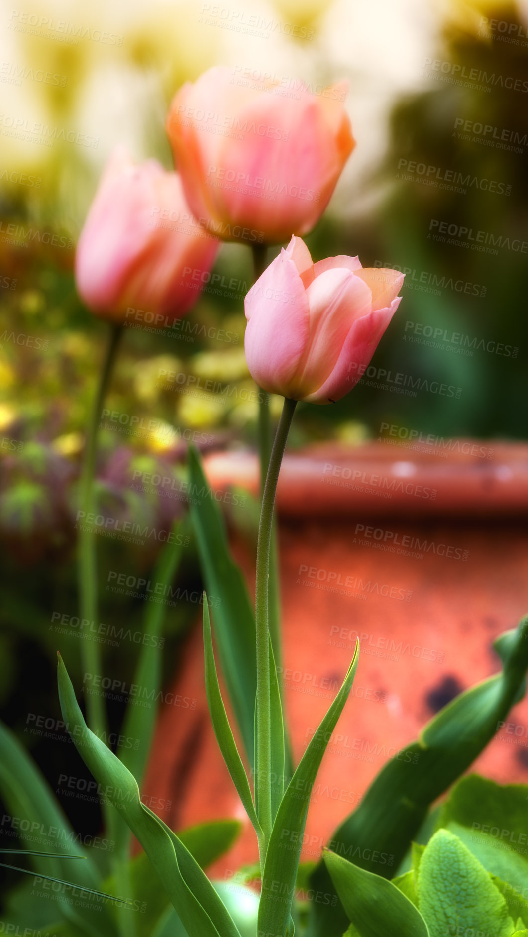 Buy stock photo Flowers, tulips and pink blossom in outdoor nature, horticulture and blooming in meadow. Plant, petal and growth in countryside for ecology, sustainable and garden botany for environment on travel