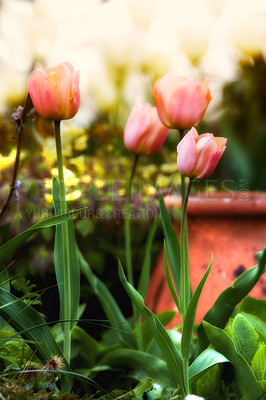 Buy stock photo Flowers, tulips and pink spring in outdoor nature, horticulture and blooming in meadow. Plants, petals blossom and growth in countryside for ecology, sustainable and garden botany for environment