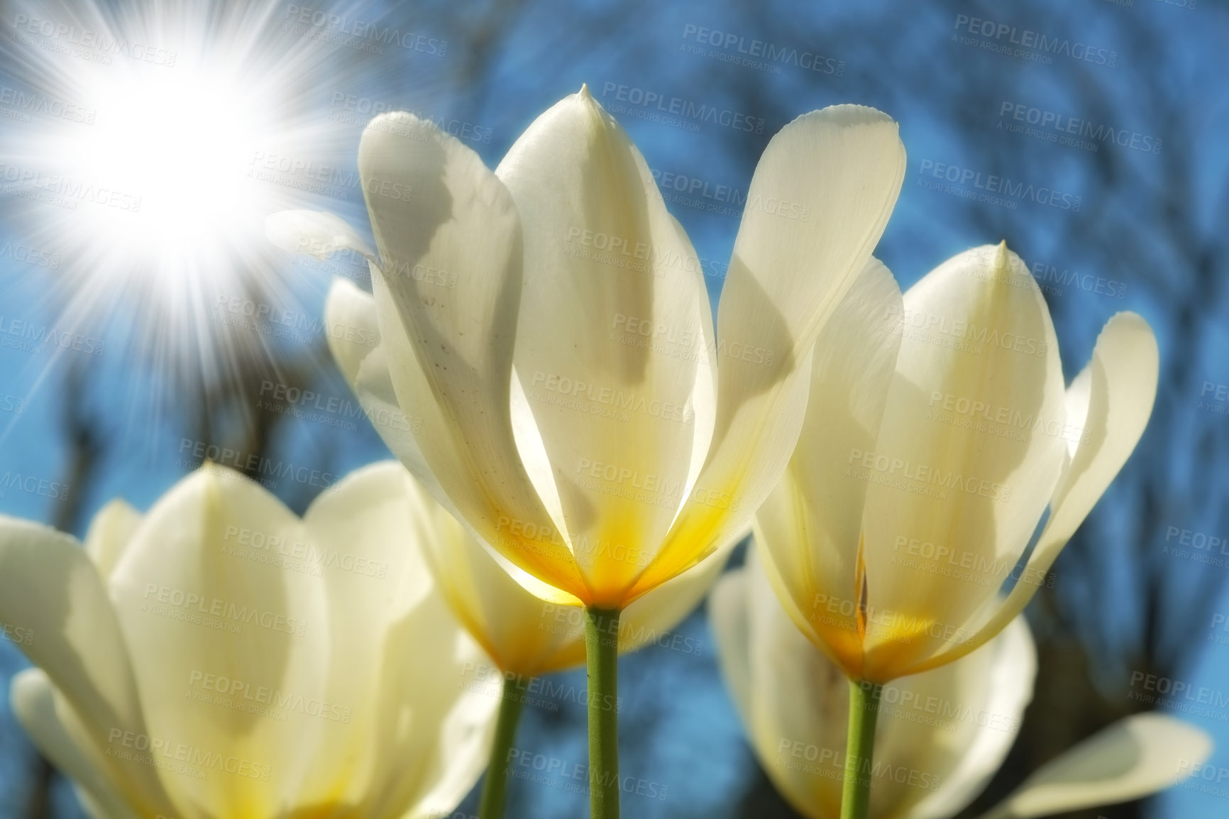 Buy stock photo Bright sunshine over white tulips growing in nature with bokeh. Closeup of fresh wild flowers rising with the sun in a garden, field or park, vibrant petals with details and textures 